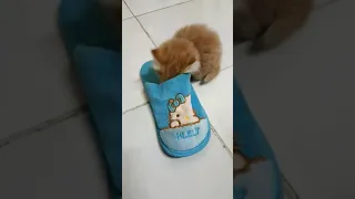 Kitten gets paw stuck in slipper