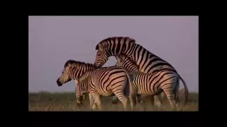 Great Zebra Exodus    Animal Documentary HD 2014 World Of Lifes Documentary