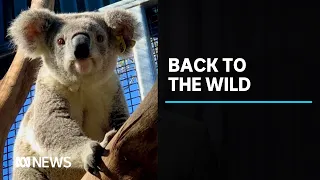 Koalas rescued from fires in south Qld returned to bush | ABC News