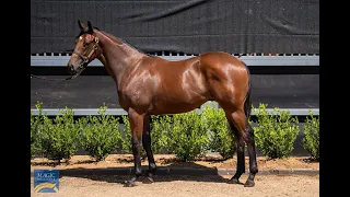 LOT 255 - ANDERS X CERINTHE COLT