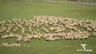 Gathering up Gimmers - Jalex Livestock Sheep Farming Northern Ireland