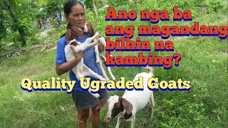 Ano nga ba ang magandang bilhin na kambing | Presyo ng may lahi na kambing | Goat Farming