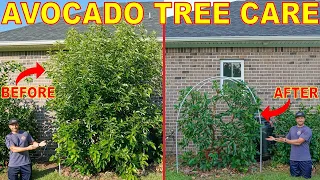 The BEST Guide To Feeding And Pruning AVOCADO TREES For Small Size
