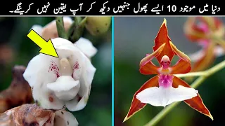 World's Top 10 Most Unique and Rare Flowers - MalomatKLiye