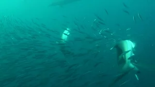 Sardine Run | Dolphins, Birds & Sharks Actions