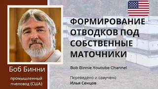 Формирование отводков под собственные маточники на промышленной пасеке Боба Бинни (США)