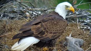 Xcel Energy Fort Saint Vrain Eagle Cam 22.04.2024