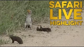 Hilarious dwarf mongoose plays dead for hornbill!