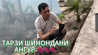 Шинондани ниҳоли ангур