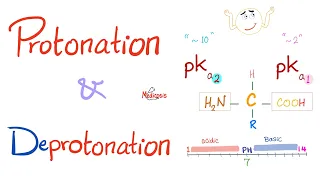 Amino Acids (Part 3): pH and Pka | Biochemistry for MCAT, DAT, NEET