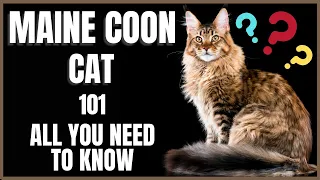 Maine Coon Cat 101 : All You Need To Know