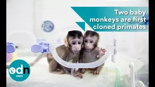 Two baby monkeys are first cloned primates