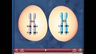 Meiosis and Crossing Over