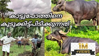 കാട്ടുപോത്തിനെ കുടുക്കിട്ട് പിടിക്കുന്നത് forest big buffalo