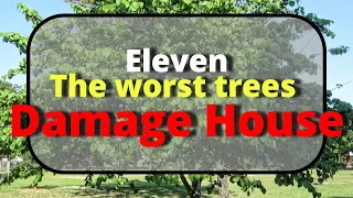 11 of the worst trees to plant to damage your house and never plant near your home