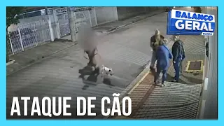 Cão perde focinho após ser atacado por outro animal em São Paulo
