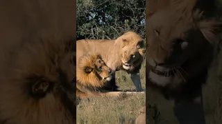 Young Lion growls at his dominant Father