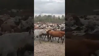 Бурятия.Перегон лошадей на летник🐴🐴🐴🐎🐎🐎🔥💪👍