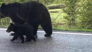 Mama Grizzly Walks Her Cubs down Yellowstone Road || ViralHog