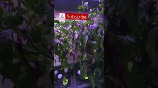 The Power of Hydroponics with Aerogarden