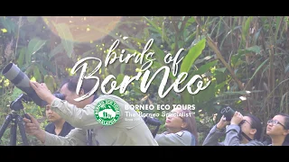 Birds of Borneo - the tropical birdwatcher's paradise