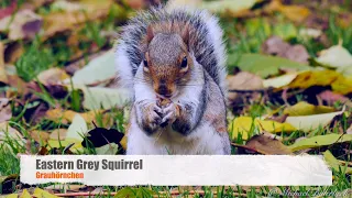 [Eastern] Grey Squirrel (Sciurus carolinensis) / Grauhörnchen [1]