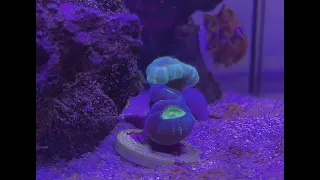 Timelapse of Candy Cane coral feeding and eating