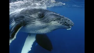 Fun Fact Friday: Why Do Humpback Whales Sing?