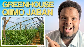 LACAG YAR KU BILOW GREENHOUSE KAN FAA’IDO BADAN KASOO CELI ( WOODEN GREENHOUSE FARMING )