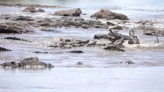 Mara River Crocodiles - Eating Dead Zebra