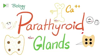 Parathyroid Glands, and Parathyroid hormone (PTH or Parathormone).