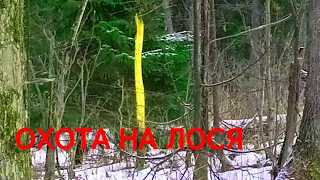 Охота на лося с лайкой.Мороз.Moose Hunting.