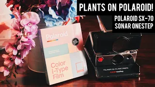 Polaroid SX-70 Shooting⎜Plant Edition