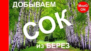 Добываем березовый сок. Кайфы от жизни в деревне!