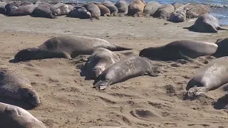Elephant Seal Vista Point. Big Sur. California. Aug, 2022