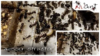 Кормление муравьёв messor structor гусеницей.