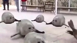 Bouncing seals 1 hour