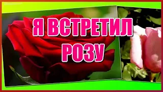 Я встретил розу✦ - группа "Садко" Красивая песня о любви!