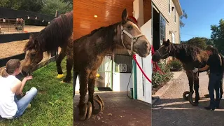 Horse Rescued After 10 Years of Abuse & Imprisonment || The Tragic Story Of Thaddeus