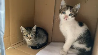 Hungry Mother cat and Kittens living on the street. I fed them food and fixed their Nests. 😥❤