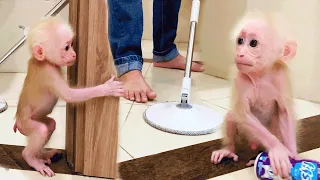 Bibi monkey patiently waits for Dad to clean house before taking a bath