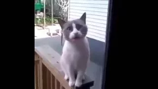 Epic Funny Cats - Compilation "The Cat Strikes Back!"- Part 2