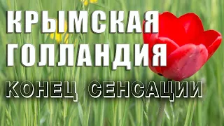 Крым славился своими тюльпанами. А что сегодня? КРЫМСКАЯ ГОЛЛАНДИЯ.