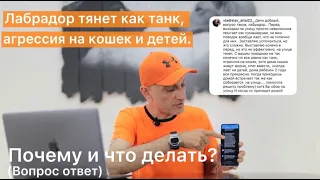 Лабрадор тянет как танк,агрессия на кошек и детей.Почему и что делать? (Вопрос-ответ)