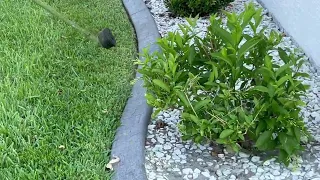 COMO USAR EL WIRO STHIL #lawncare #satisfying #viral