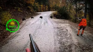 The Road.. to catch the train! Hunting WILD BOAR.