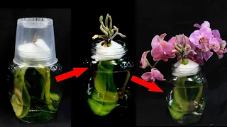 Placing Orchid Leaves in Water for Abundant Roots and Blooms! Debunking Orchids Myths