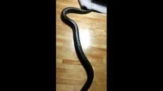 Green anaconda moving