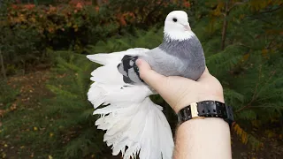 Голуби" Кептерлер" Pigeons" "когучкон" 🕊🕊🕊🕊🕊🕊🕊🕊 Өзгөчө сулуу КЕПТЕРЛЕР