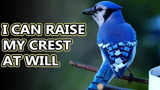 Blue Jay facts: not as annoying as you think | Animal Fact Files